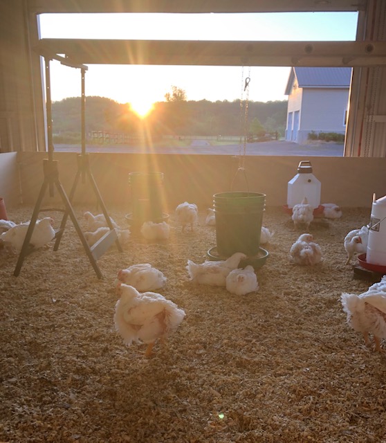 Bast Poultry Farms | 1950 Emmett Rd, Cumberland, ON K4C 1S1, Canada | Phone: (613) 229-6155