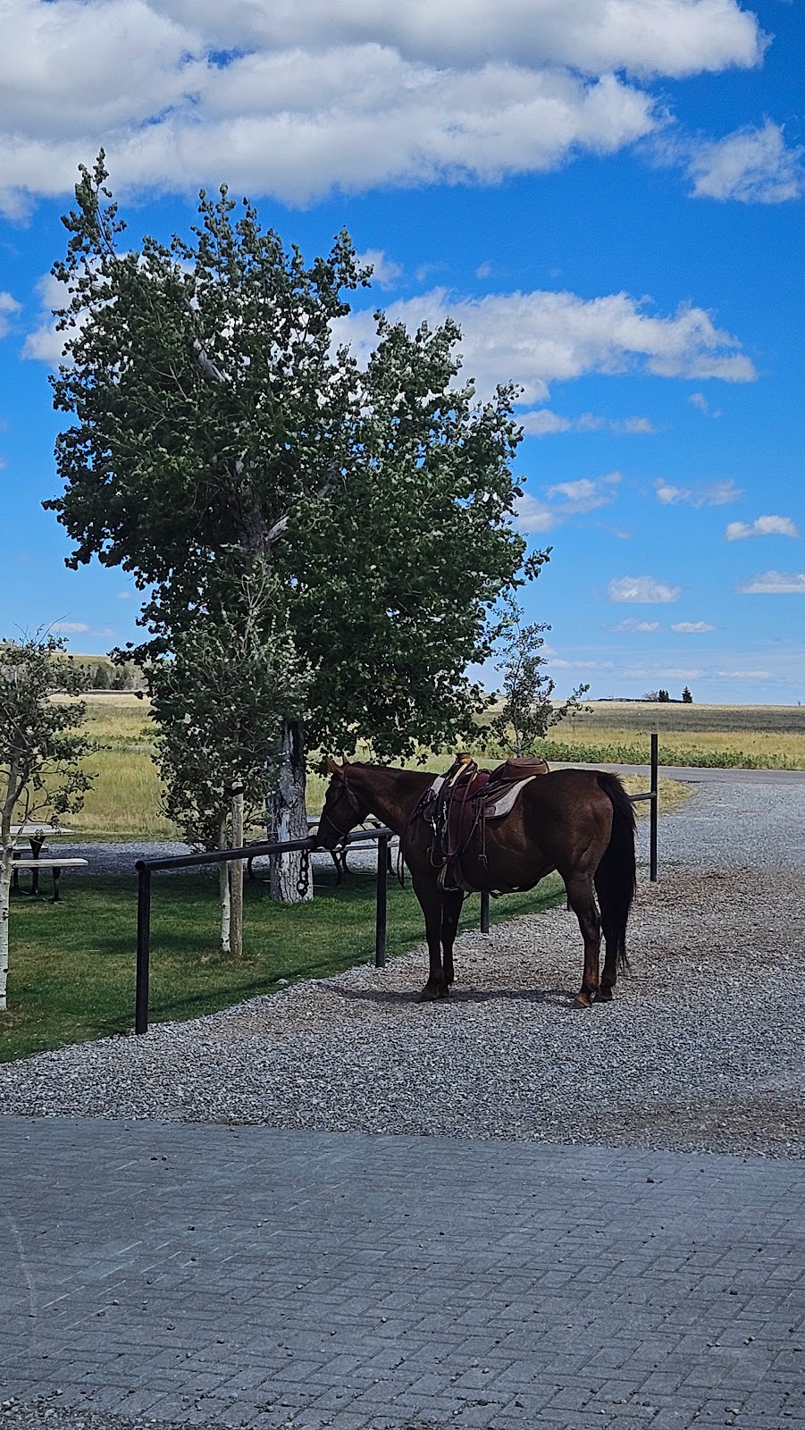 Alpine Stables Ltd | 1 marquis road, Waterton Park, AB T0K 2M0, Canada | Phone: (403) 859-2462