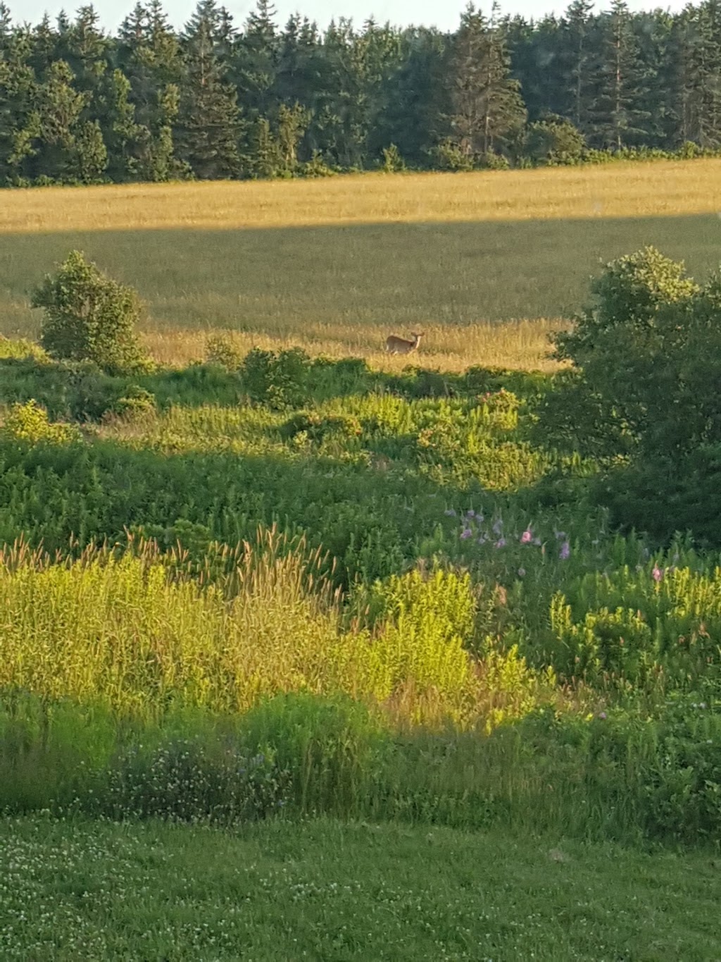 Margaree Harbour Guest House | 3862 Shore Rd, Margaree, NS B0E 1Y0, Canada | Phone: (902) 248-2122