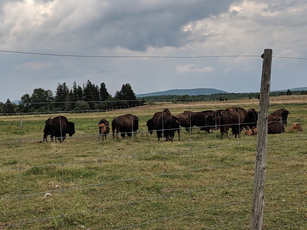 Chouinard Bisons | 308 Av. de Gaspé E, Saint-Jean-Port-Joli, QC G0R 3G0, Canada | Phone: (418) 598-3230