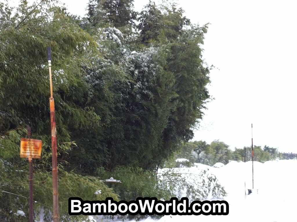 CANADAS BAMBOO WORLD | 8450 Banford Rd, Chilliwack, BC V2P 6H3, Canada | Phone: (604) 792-9003