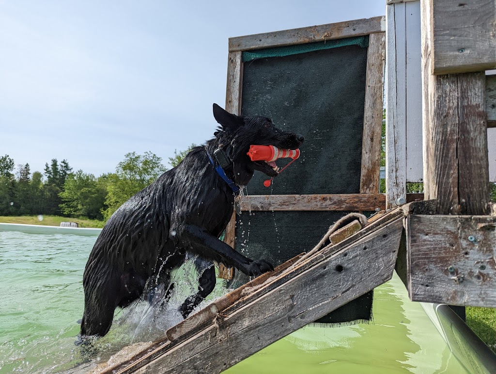 Aqua Terra Kennels | 50 Ridge Rd, Upper Stewiacke, NS B0N 2P0, Canada | Phone: (902) 671-2265