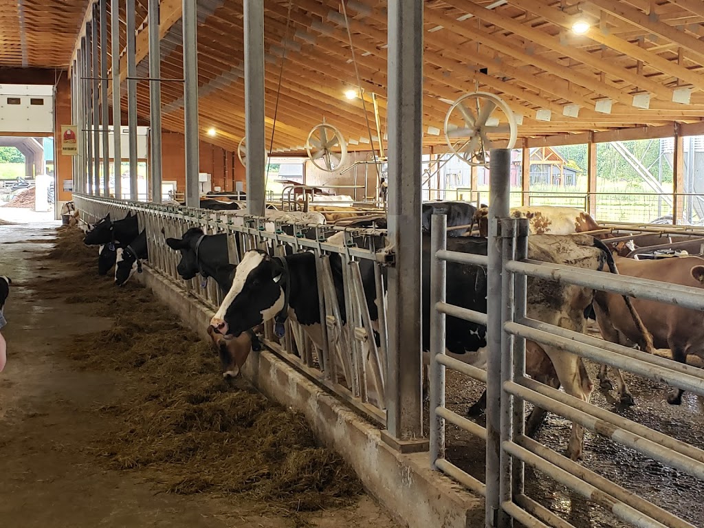 Eagle Acres Dairy & Pumpkin Patch | 8796 240 St, Langley City, BC V1M 3R2, Canada | Phone: (604) 888-2403