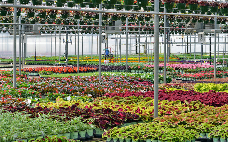 Plumeria Nursery | 7181 264 St, Langley Twp, BC V4W 1P8, Canada | Phone: (604) 615-0466