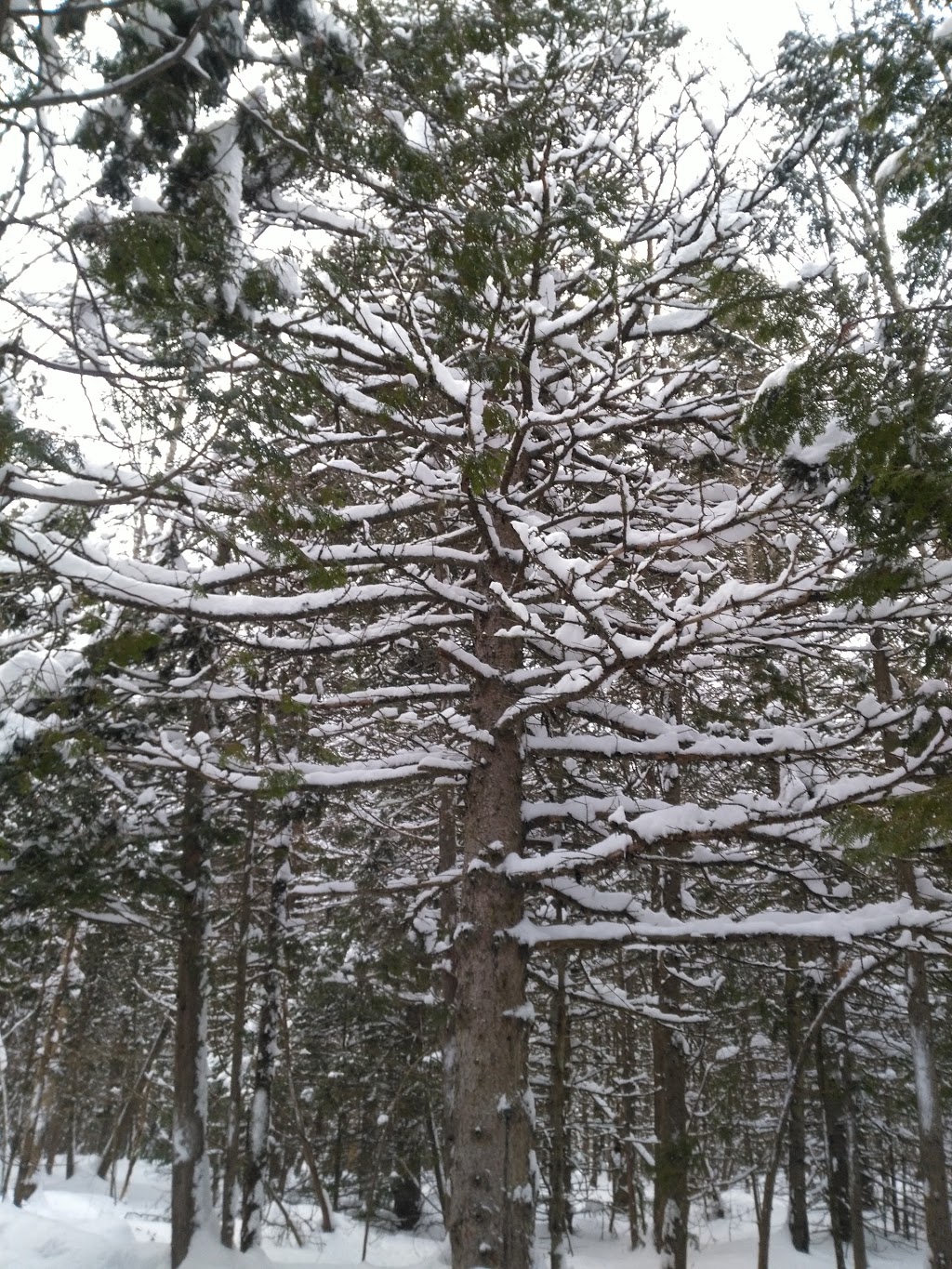 Marais de la Rivière aux Cerises | 69 Chemin Roy, Magog, QC J1X 0N4, Canada | Phone: (819) 843-8118