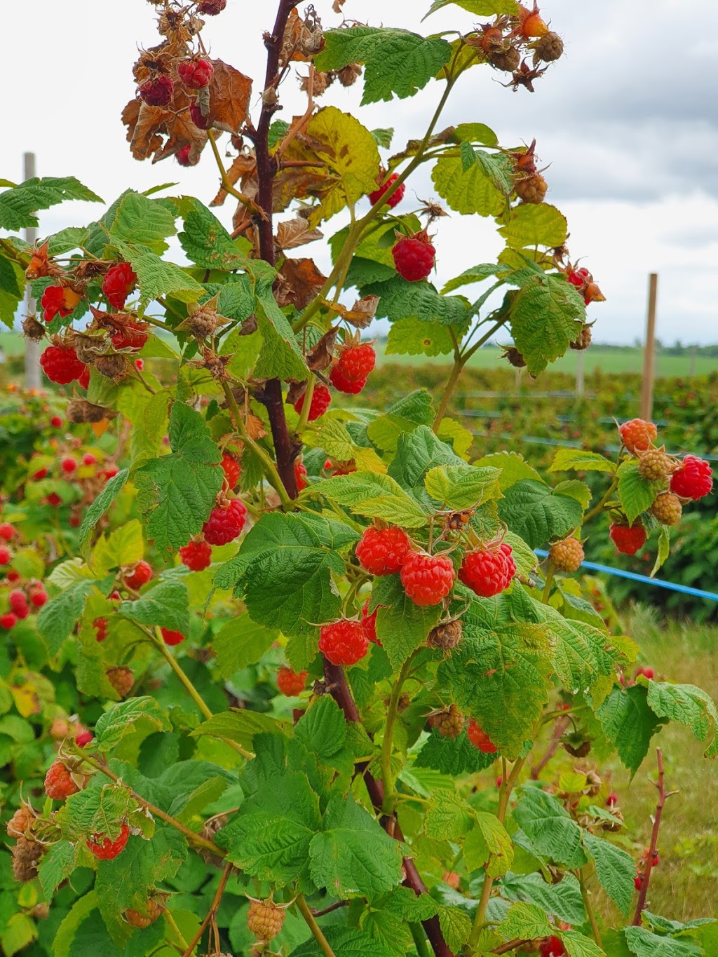 Downeys Farm Market | 13682 Heart Lake Rd, Inglewood, ON L7C 2J5, Canada | Phone: (905) 838-2990