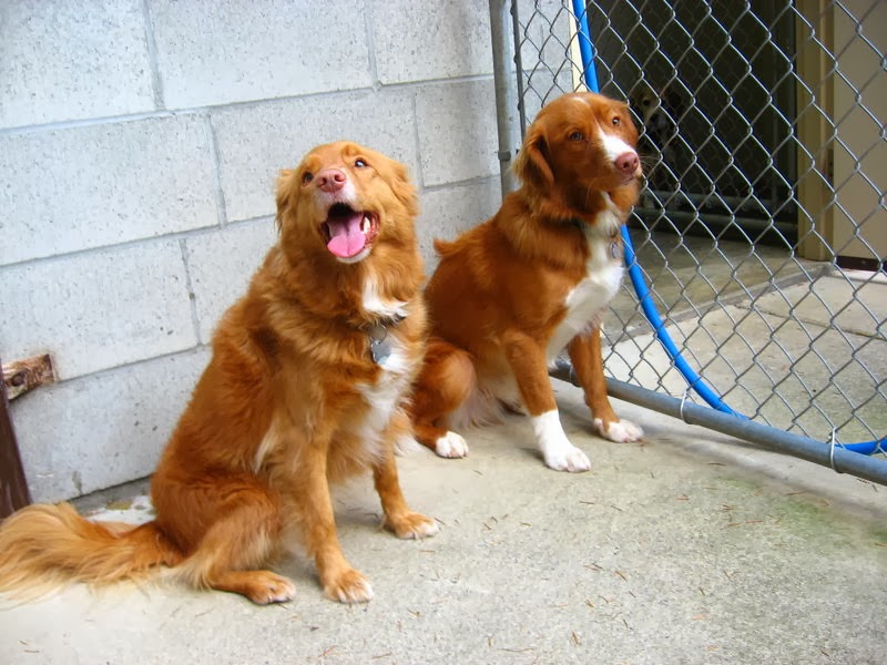 Dogwood Boarding Kennels | 1830 Millstream Rd, Victoria, BC V9B 6E3, Canada | Phone: (250) 478-0073