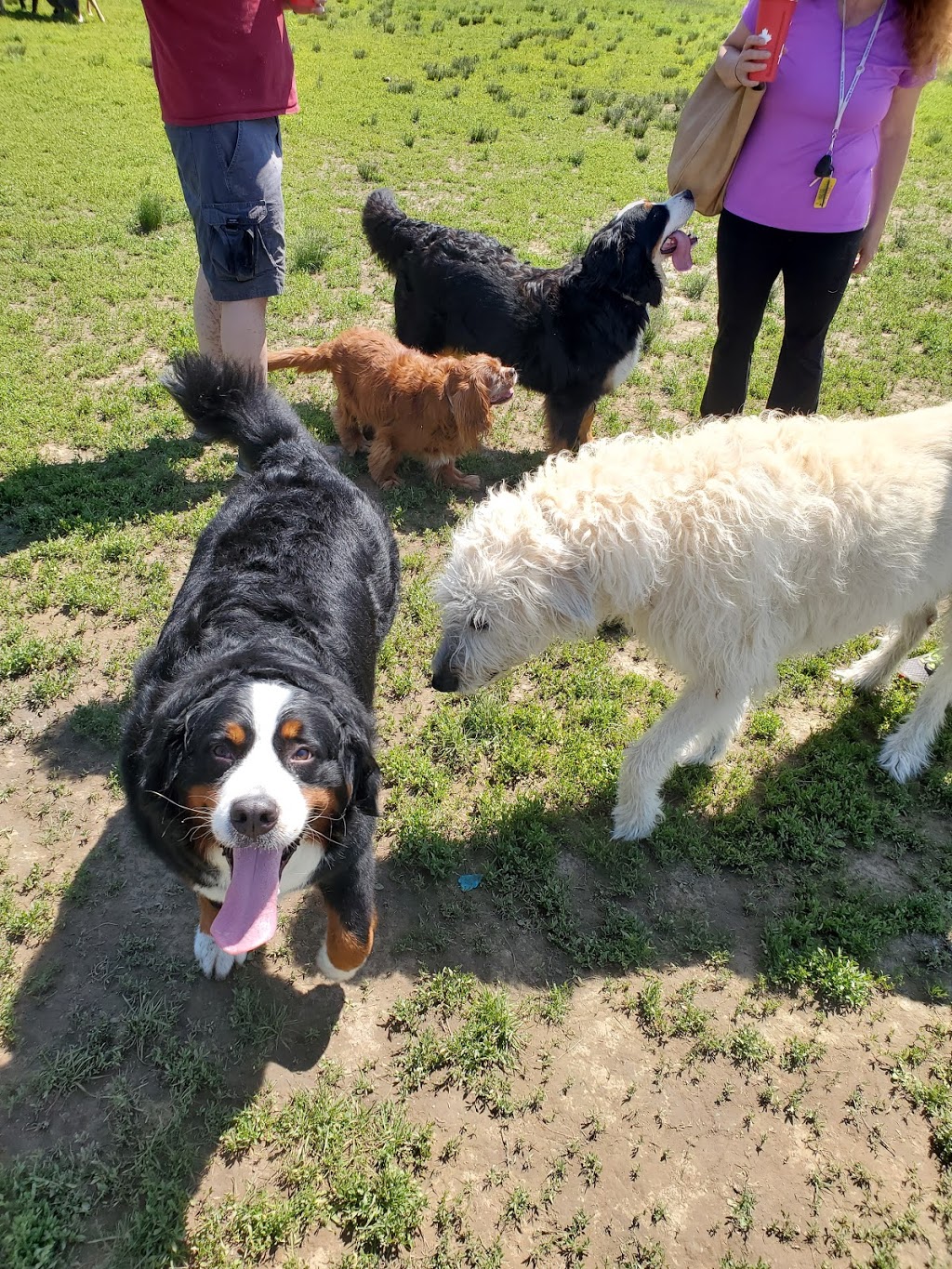 Knox Farm Dog Park | 437 Buffalo Rd, East Aurora, NY 14052, USA | Phone: (716) 652-0786