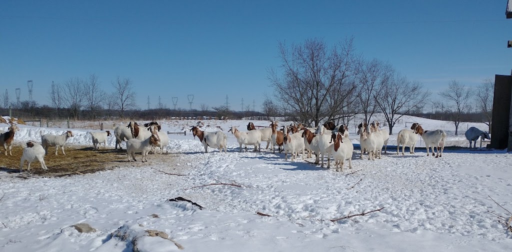 Big Creek Goats | 1438 Brant County Hwy 54, Caledonia, ON N3W 2G9, Canada | Phone: (905) 981-1789