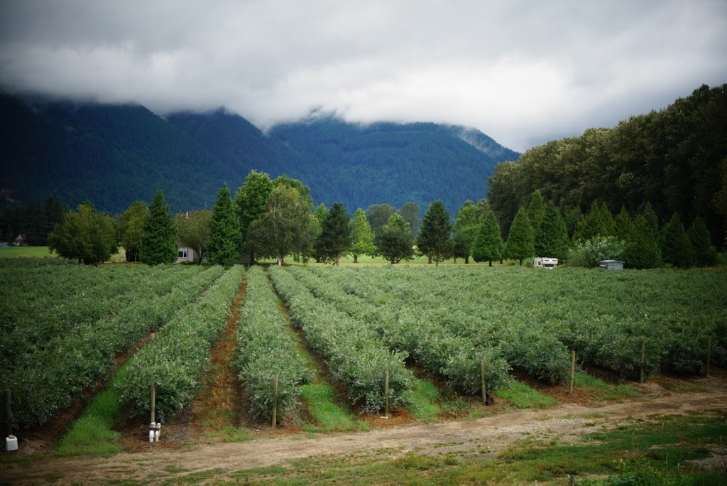 W.J. Blueberry Farm | 7885 River Rd S, Dewdney, BC V0M 1H0, Canada | Phone: (778) 862-0967