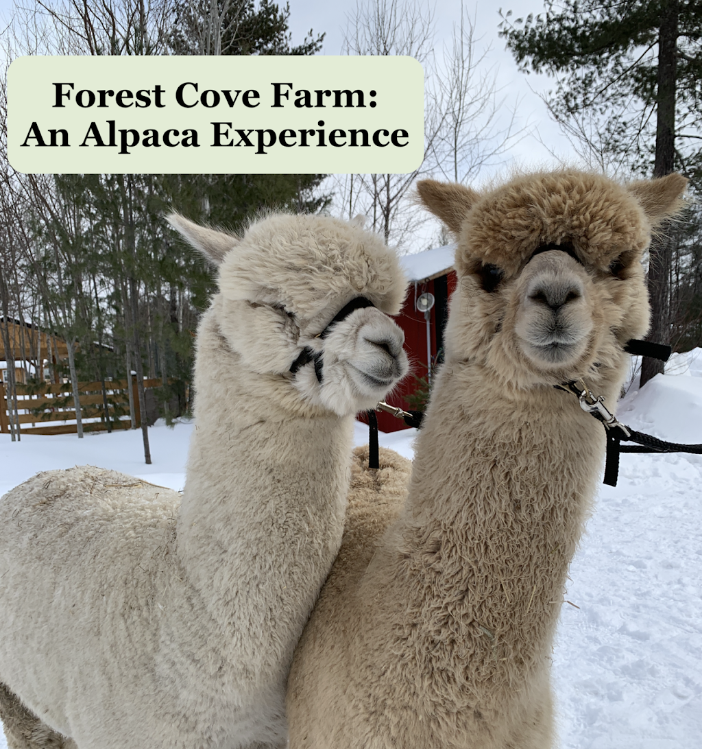 Forest Cove Alpacas & Country Market | 32129 ON-17, Chalk River, ON K0J 1J0, Canada | Phone: (613) 281-0688