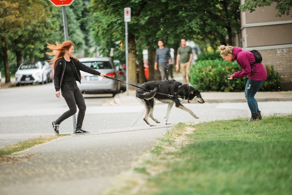 Canine Connection Training - Comox Valley Branch | 2500 Mission Rd, Courtenay, BC V9N 9H1, Canada | Phone: (604) 362-3626