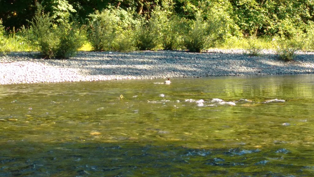 Bald Eagle Campground-Rv Sites | 8705 Chemainus Rd, Chemainus, BC V0R 1K5, Canada | Phone: (250) 246-9457