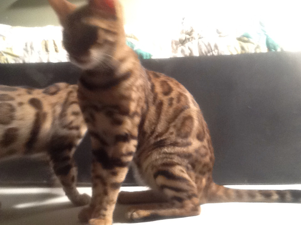 Bengal Marland Cattery | 825/92 Dundalk Dr, London, ON N6C 3V6, Canada | Phone: (226) 777-4287