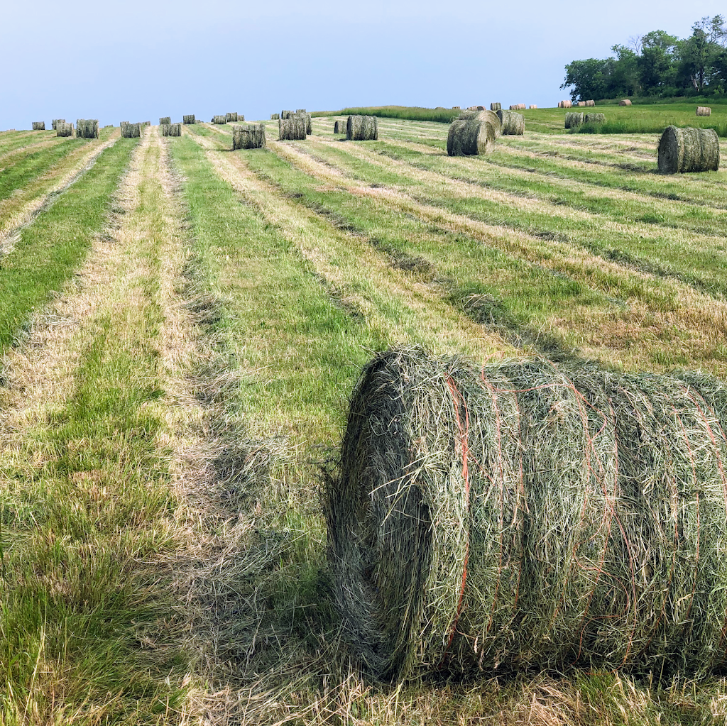 CARTWRIGHT FARMS | 5650 Shiloh Rd, Newtonville, ON L0A 1J0, Canada | Phone: (905) 983-9471