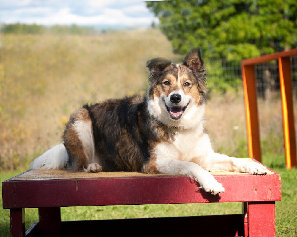 Carolark The Canine Learning Centre | 5933 Hazeldean Rd, Stittsville, ON K2S 1B9, Canada | Phone: (613) 591-3277