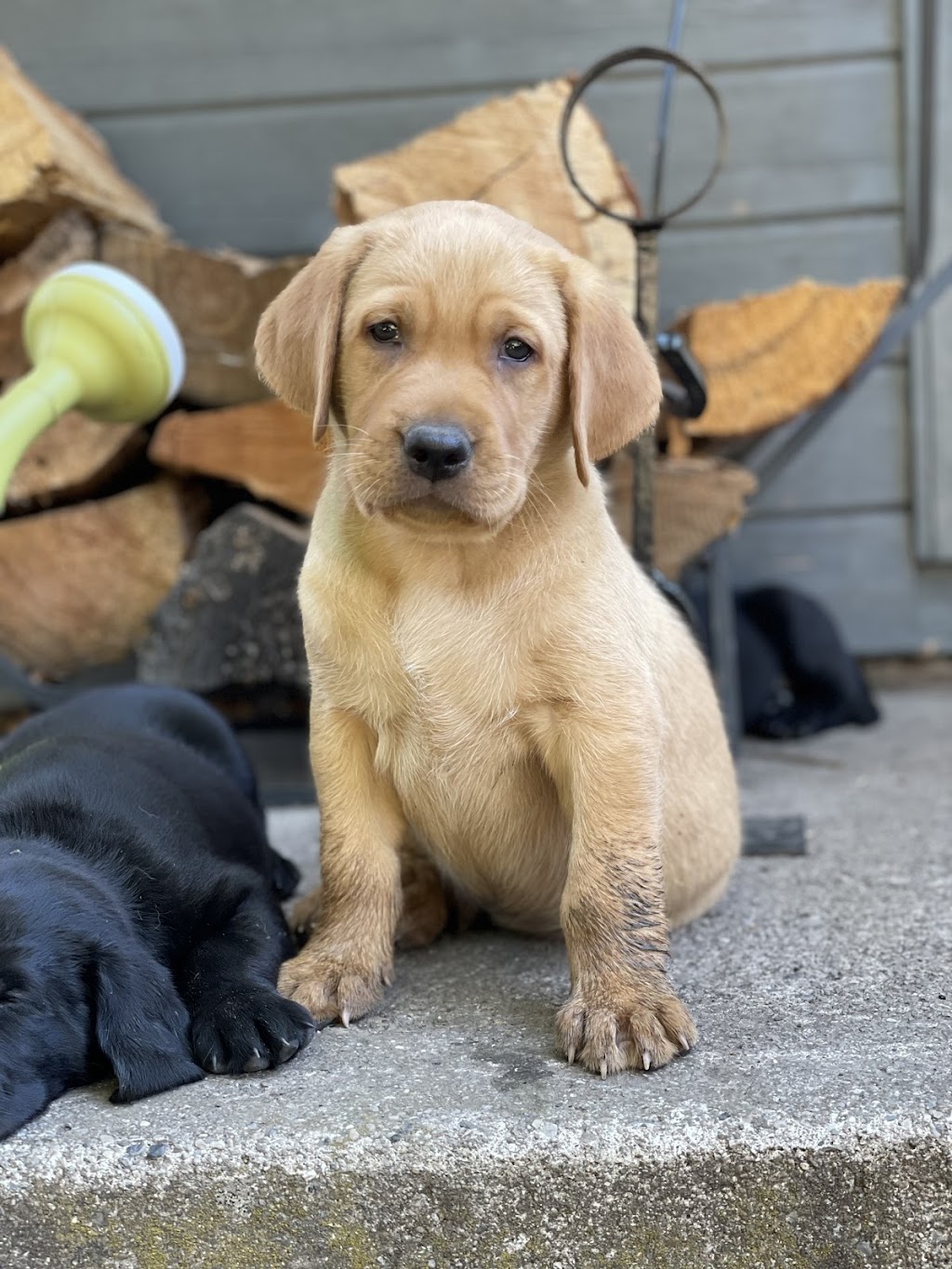 Copperpond Labradors | 2628 Alpine Dr, Elkford, BC V0B 1H0, Canada | Phone: (250) 423-1610