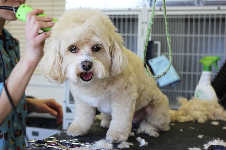 Dog Lovers Pet Grooming | 887 Cowper St, Victoria, BC V9A 2G4, Canada | Phone: (250) 474-4451