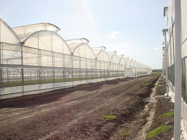 Greenhouse Grower Classifieds | 1634 Seacliff Dr, Kingsville, ON N9Y 2M6, Canada | Phone: (519) 322-1072