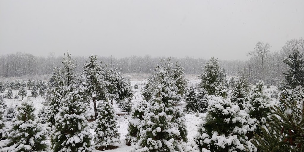 Pinedale Christmass Tree Farm. | 1656 Concession Rd 6 W, Rockton, ON L0R 1X0, Canada | Phone: (905) 541-6891