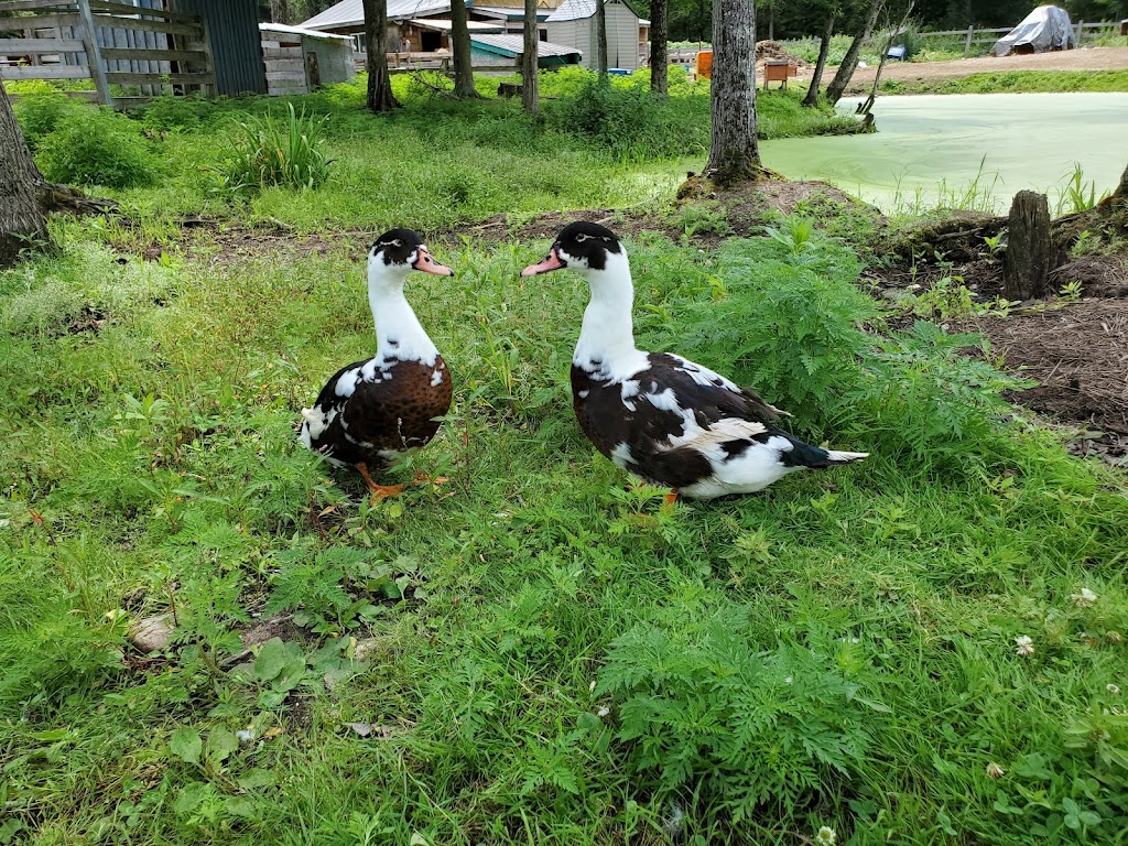 Land OLakes Rescue Petting Farm | 1200 Road 506, Cloyne, ON K0H 1K0, Canada | Phone: (613) 336-0330