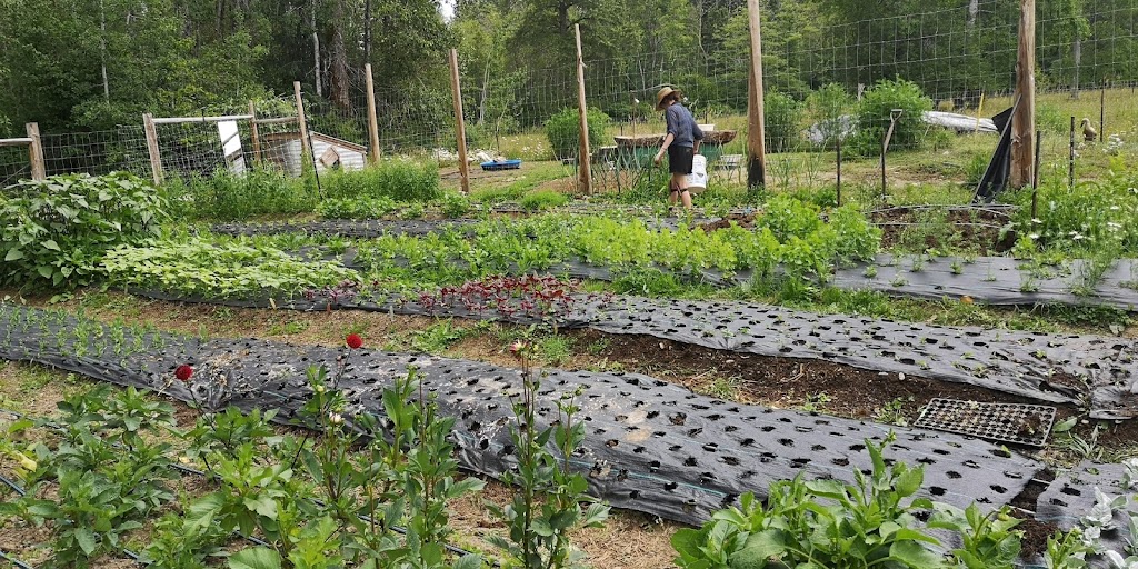 Moon Petal Farm | 2850 Macaulay Rd, Black Creek, BC V9J 1B9, Canada | Phone: (403) 852-9611