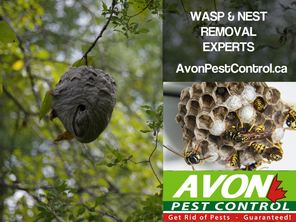 Avon Pest Control Vancouver | 650 Princess Ave, Vancouver, BC V6A 3E1, Canada | Phone: (604) 805-0278