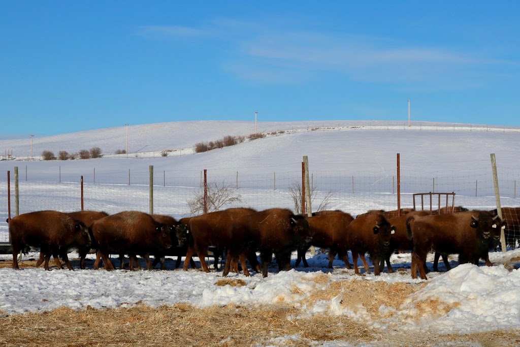 Canadian Rocky Mountain Ranch | Foothills County, AB T0L 1W0, Canada | Phone: (403) 252-9924