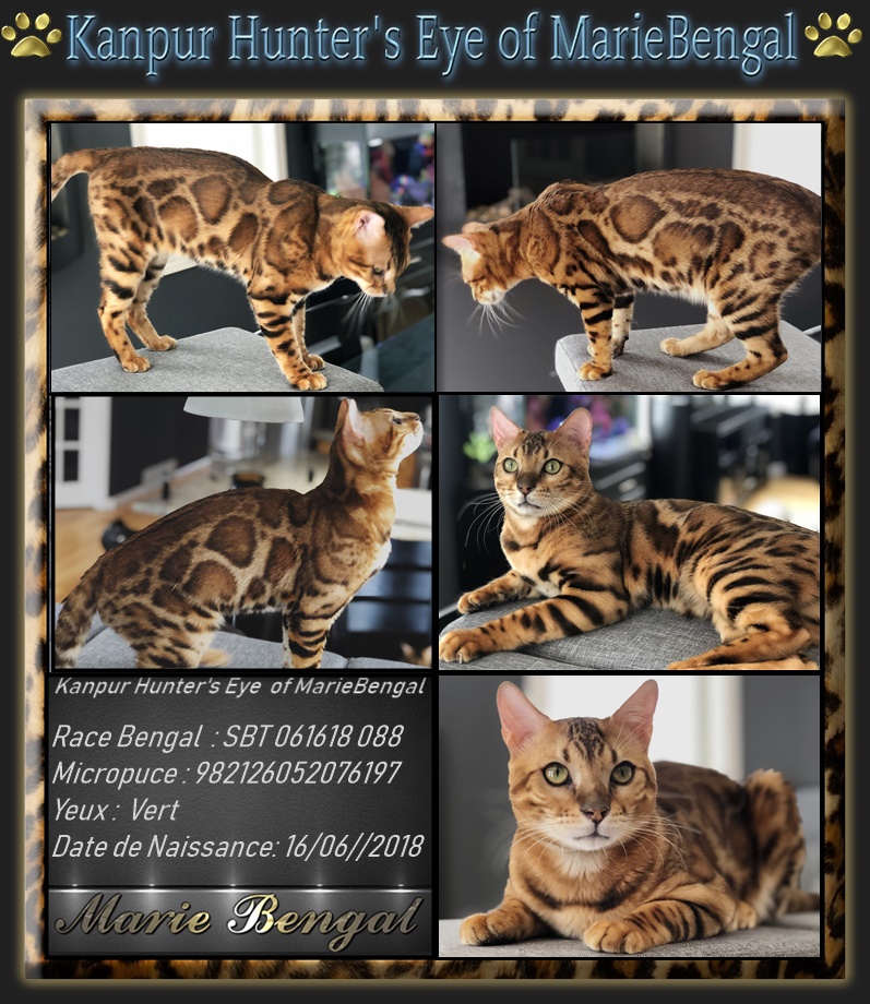 Chat Bengal Cattery // MARIE BENGAL | 12 Place Grenville Nord, Grenville-sur-la-Rouge, Quebec J0V 1B0, Canada | Phone: (819) 242-5382