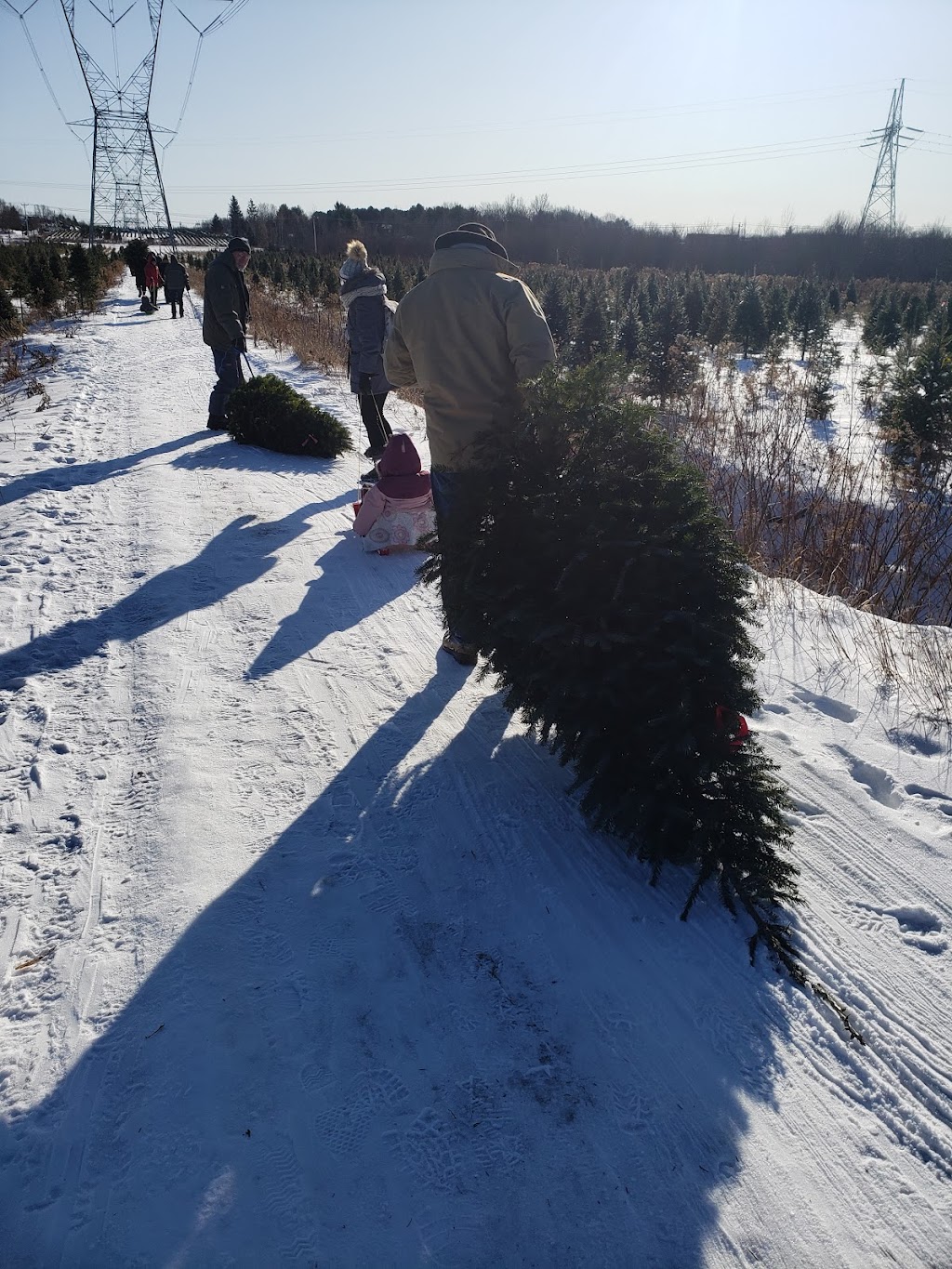 Sapinière St-Jean (sapins de Noël) | 1155 Rue Pierre-Beaumont, Saint-Jean-Chrysostome, QC G6Z 1P1, Canada | Phone: (855) 434-3520