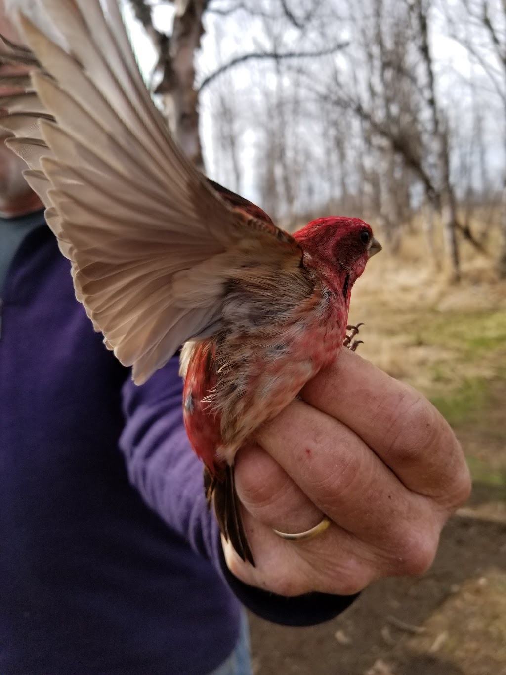 McKellar Island Bird Observatory | Baffin St, Thunder Bay, ON P7E 0A3, Canada | Phone: (807) 709-6870