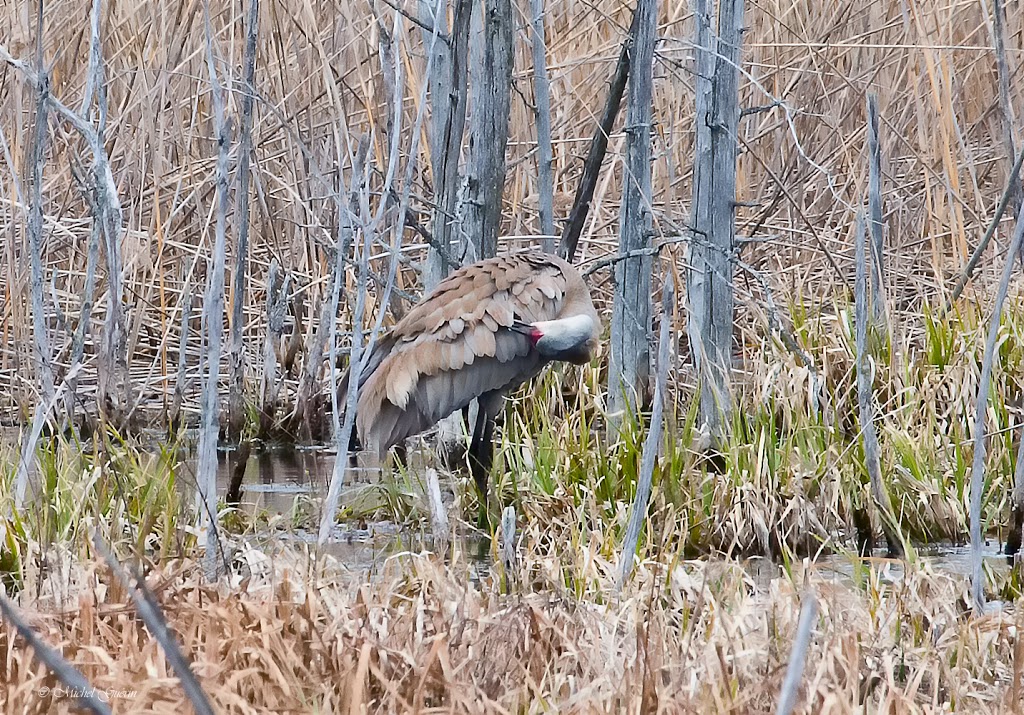 Friends of the National Wildlife Lac-Saint-François | 7600 Chemin de la Pointe-Fraser, Saint-Anicet, QC J0S 1L0, Canada | Phone: (450) 264-5908