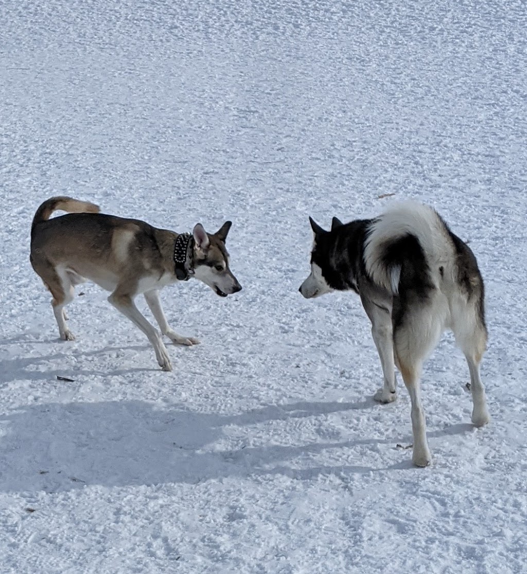 Caledon Animal Shelter | 12889 Coleraine Dr, Bolton, ON L7E 3B5, Canada | Phone: (905) 584-2272 ext. 4698