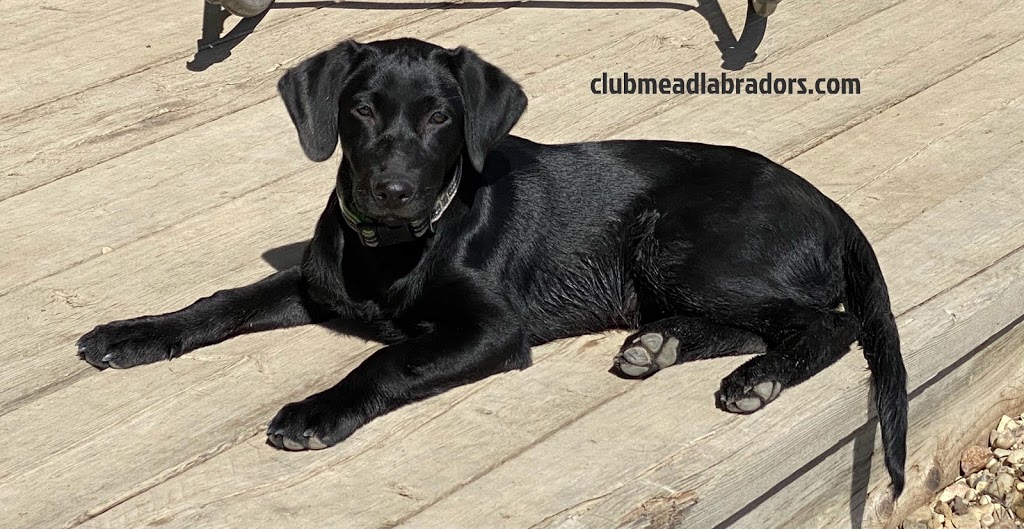 Club Mead Labradors | 2021 10 ave, Spruce View, AB T0M 1V0, Canada | Phone: (780) 387-0413