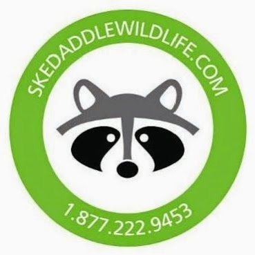 Skedaddle Humane Wildlife Control | 1645 Finfar Ct, Mississauga, ON L5J 4K1, Canada | Phone: (877) 222-9453