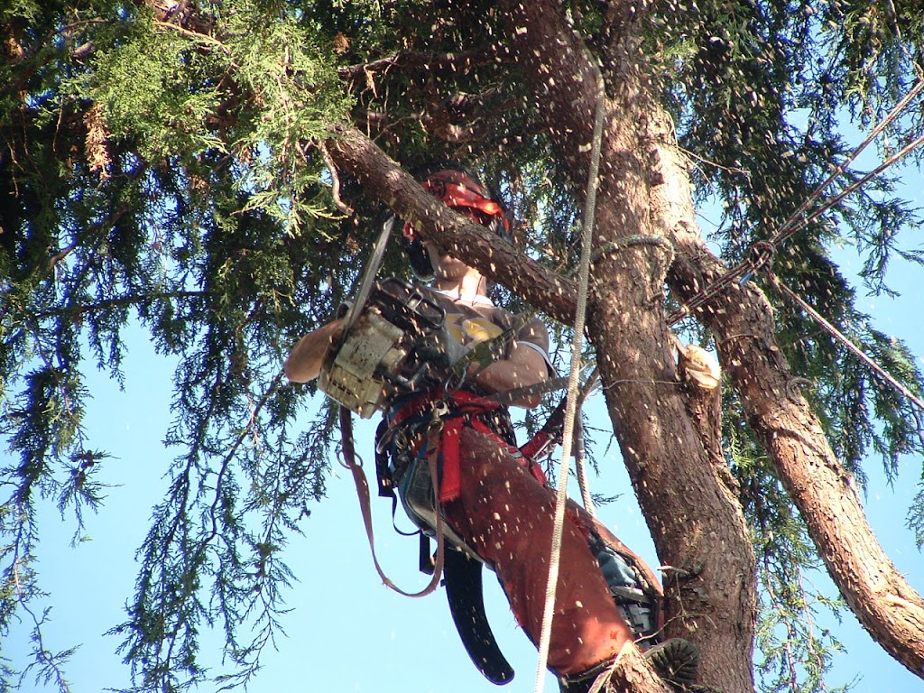 Harbourview Tree Experts | Box 234, Brentwood Bay, BC V8M 1R3, Canada | Phone: (250) 704-9143