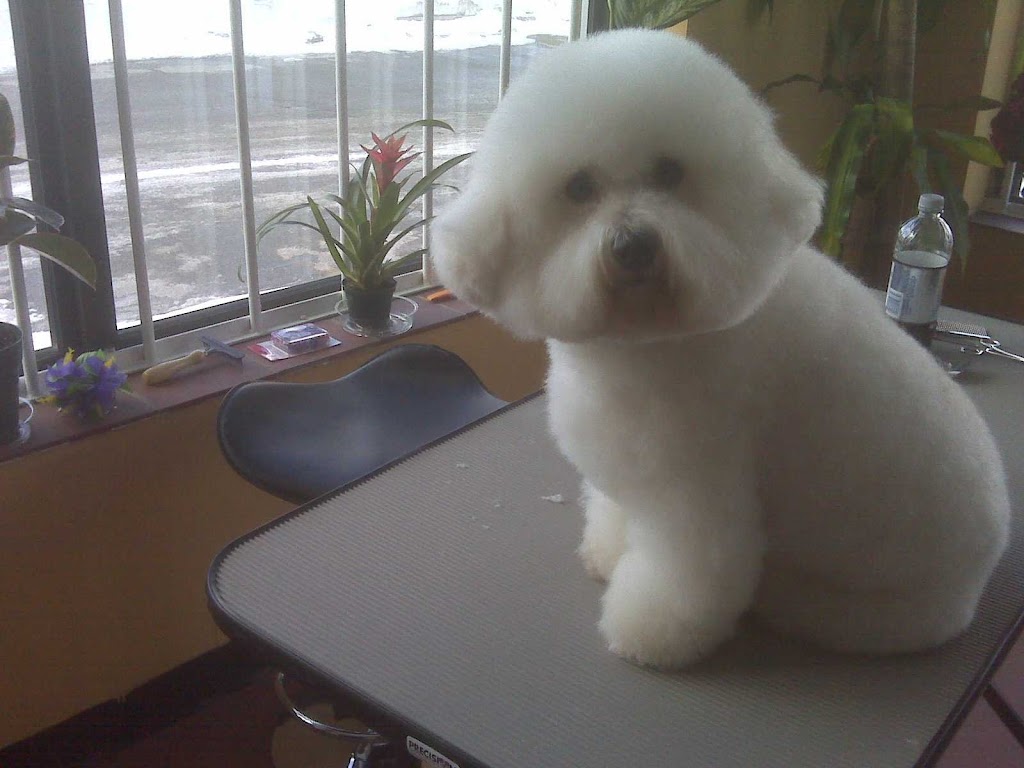 Paw-las Pride And Groom | 41 Rymal Rd W, Hamilton, ON L9B 1B5, Canada | Phone: (905) 388-5930