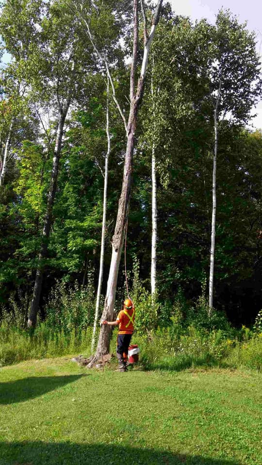 Plunketts Tree Removal Bancroft | 212 McDonald Mine Rd, Bancroft, ON K0L 1C0, Canada | Phone: (613) 334-9383