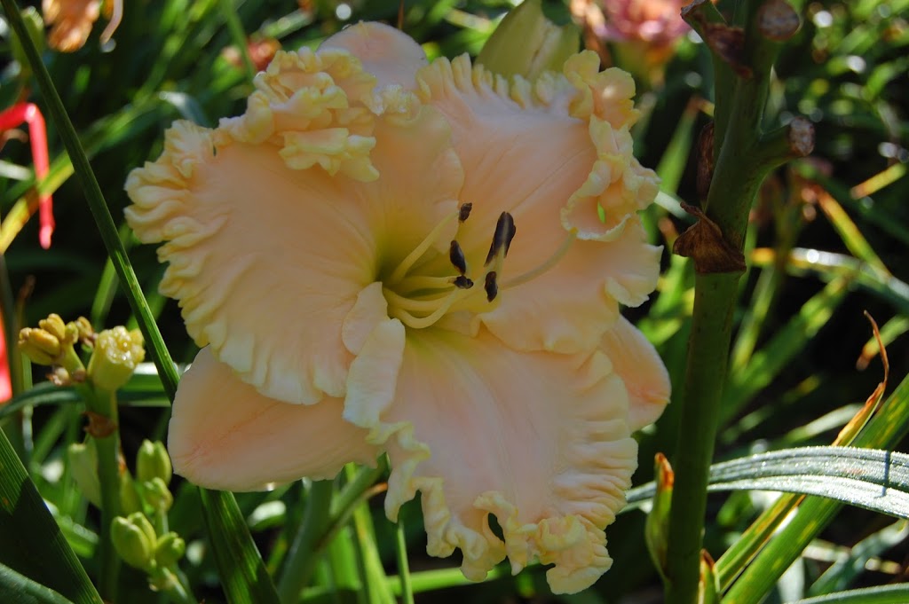 TrueNorthDaylilies | 59 Hutchinson Rd, Warkworth, ON K0K 3K0, Canada | Phone: (705) 924-1071