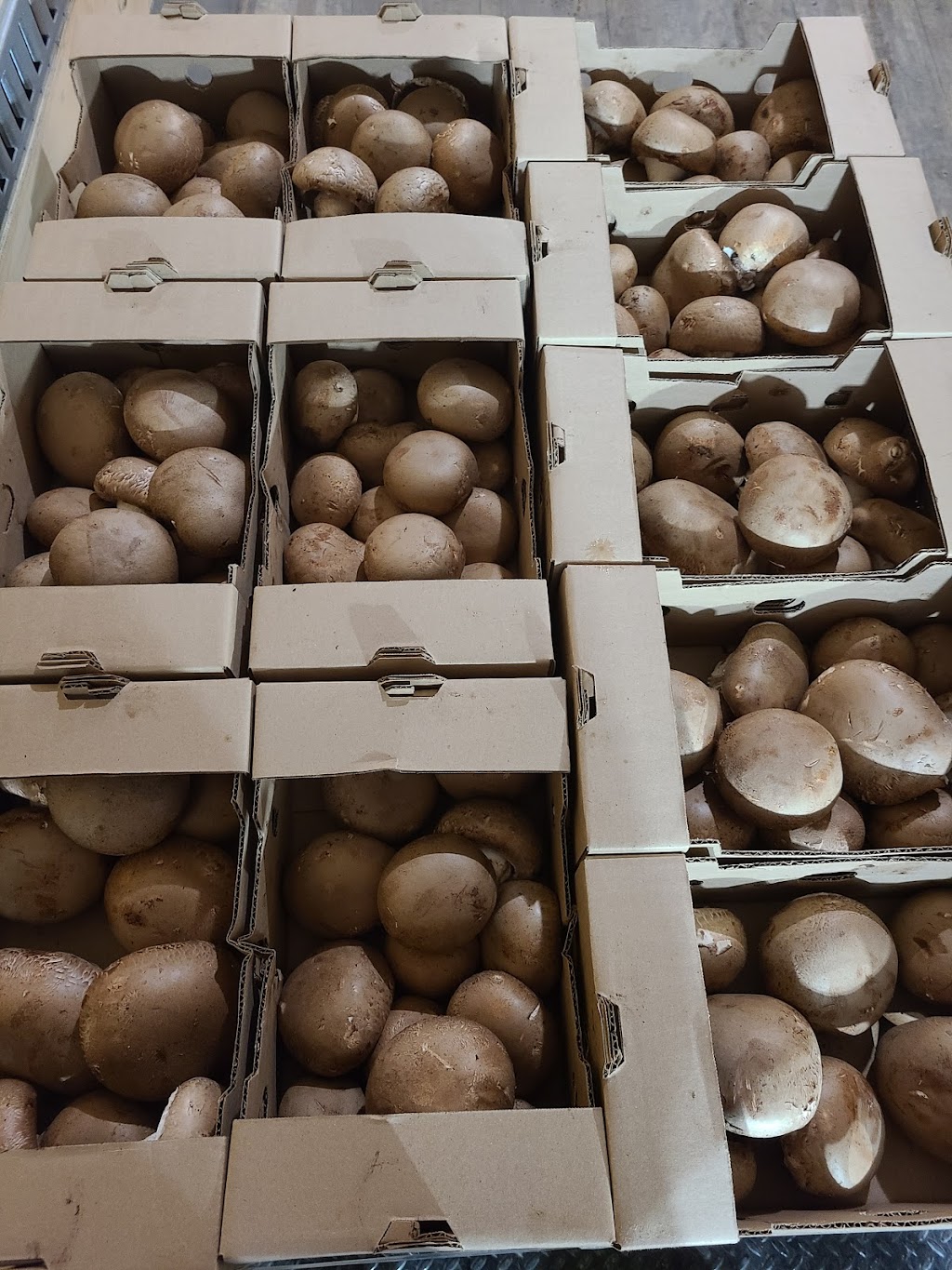 Brantford Mushroom Farm | 1744 Colborne St E, Brantford, ON N3T 5L4, Canada | Phone: (519) 756-6112