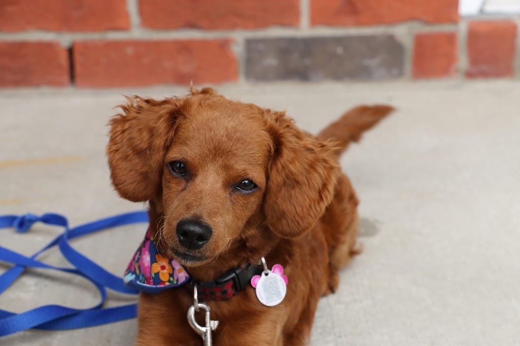 Joanie Levesque, kinésiologue et intervenante en zoothérapie | 1304 Rue Marini, Sherbrooke, QC J1N 0L2, Canada | Phone: (819) 993-9939