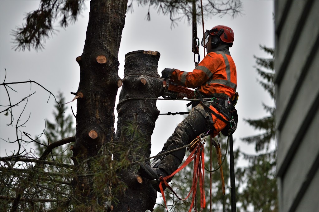 ArborGreen Tree Service North Vancouver | 83 - 1050 Premier St, North Vancouver, BC V7J 2H2, Canada | Phone: (778) 288-2521