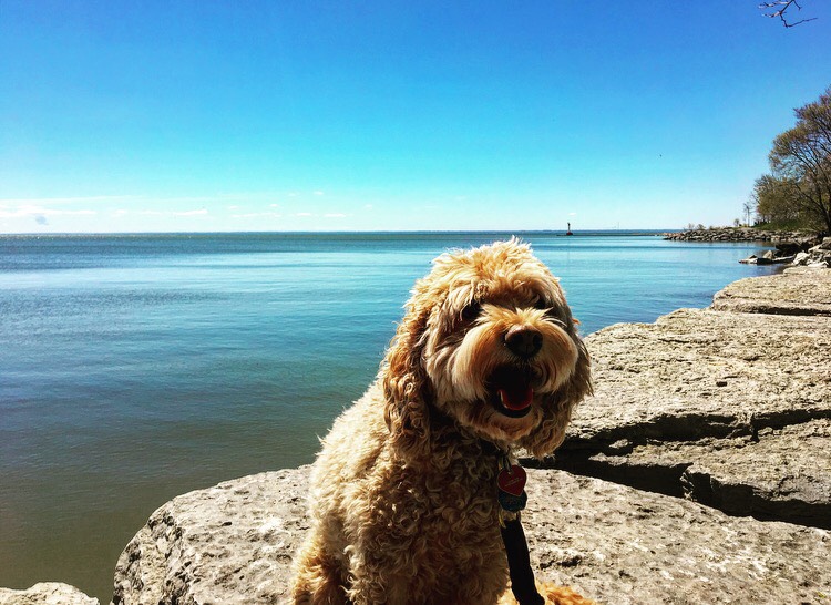 The Doodle Dog Sitter & Dog Walking Services | 2-225 Trafalgar Rd, Oakville, ON L6J 3G9, Canada | Phone: (647) 286-0186