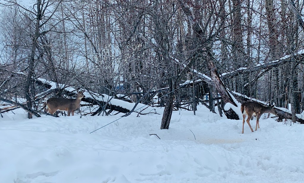 Mission Marsh Conservation Area - Parking Lot | 106th St, Thunder Bay, ON P7E, Canada | Phone: (807) 344-5857