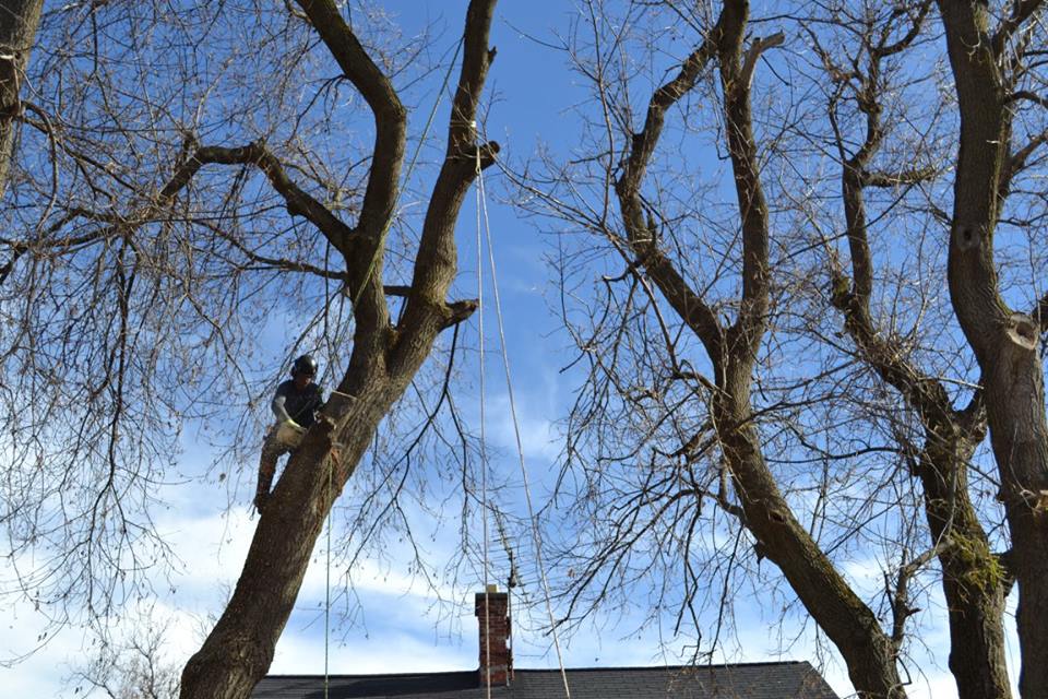 La Cime Arboriculture | 175 Rue Denis, Waterville, QC J0B 3H0, Canada | Phone: (819) 342-9242