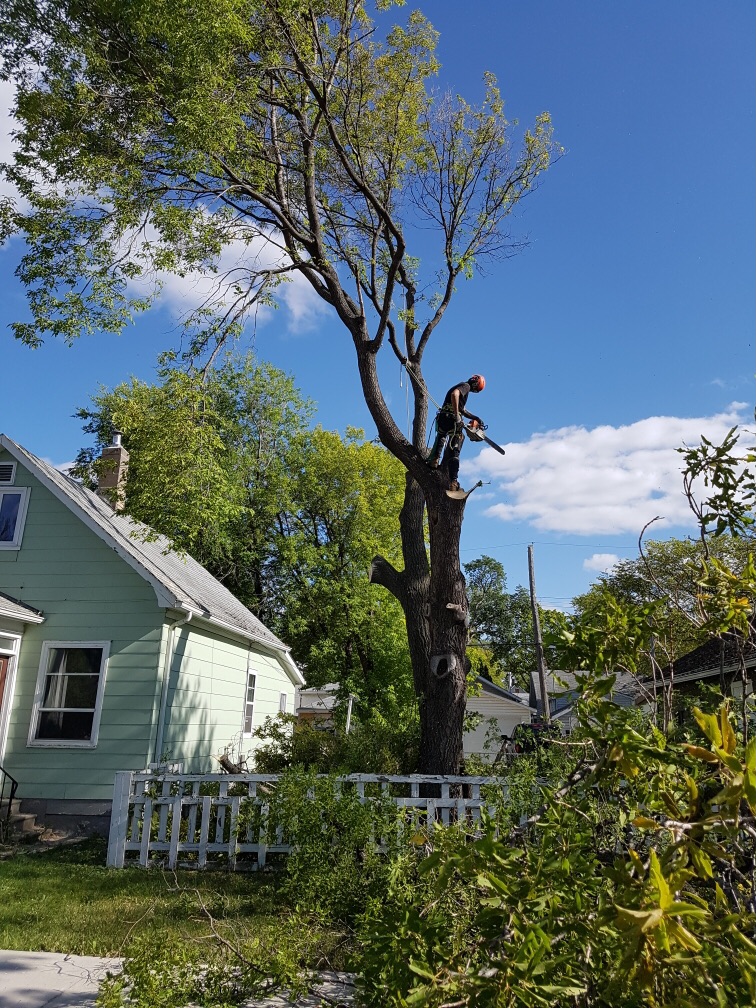 North Woods Tree Service | 807 South Dr, Winnipeg, MB R3T 0C5, Canada | Phone: (204) 955-6575