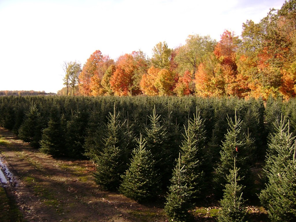 Sloan Nursery & Christmas Trees | 30718 Zone Rd 8, Bothwell, ON N0P 1C0, Canada | Phone: (519) 695-3525