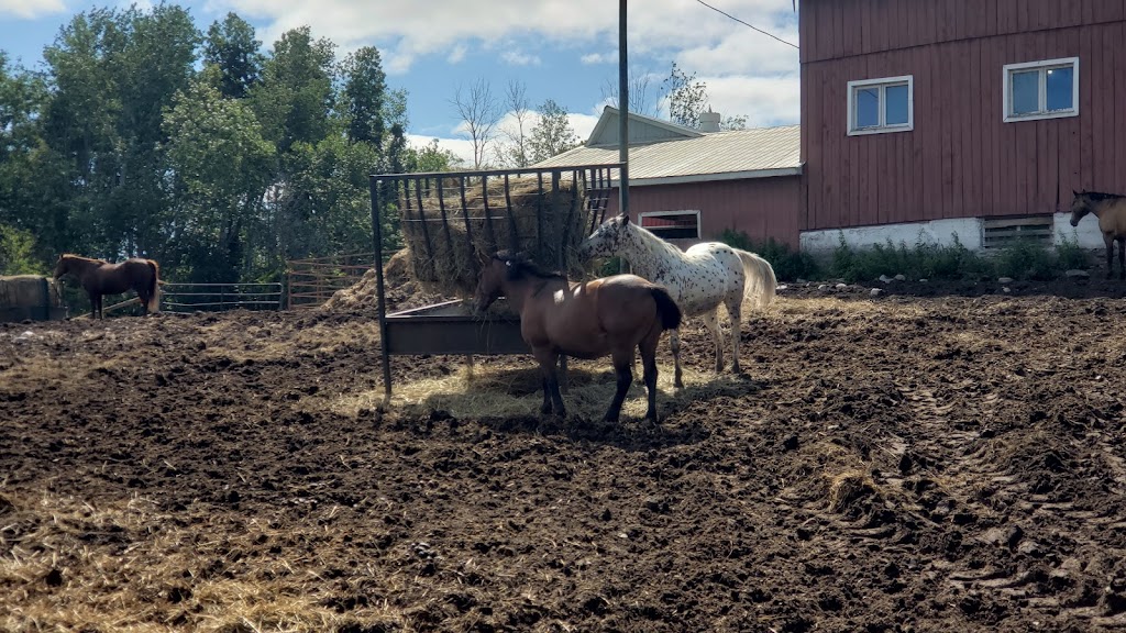 Stillbrook Riding Stables | 570 Woodside Rd, Keene, ON K0L 2G0, Canada | Phone: (705) 295-4538