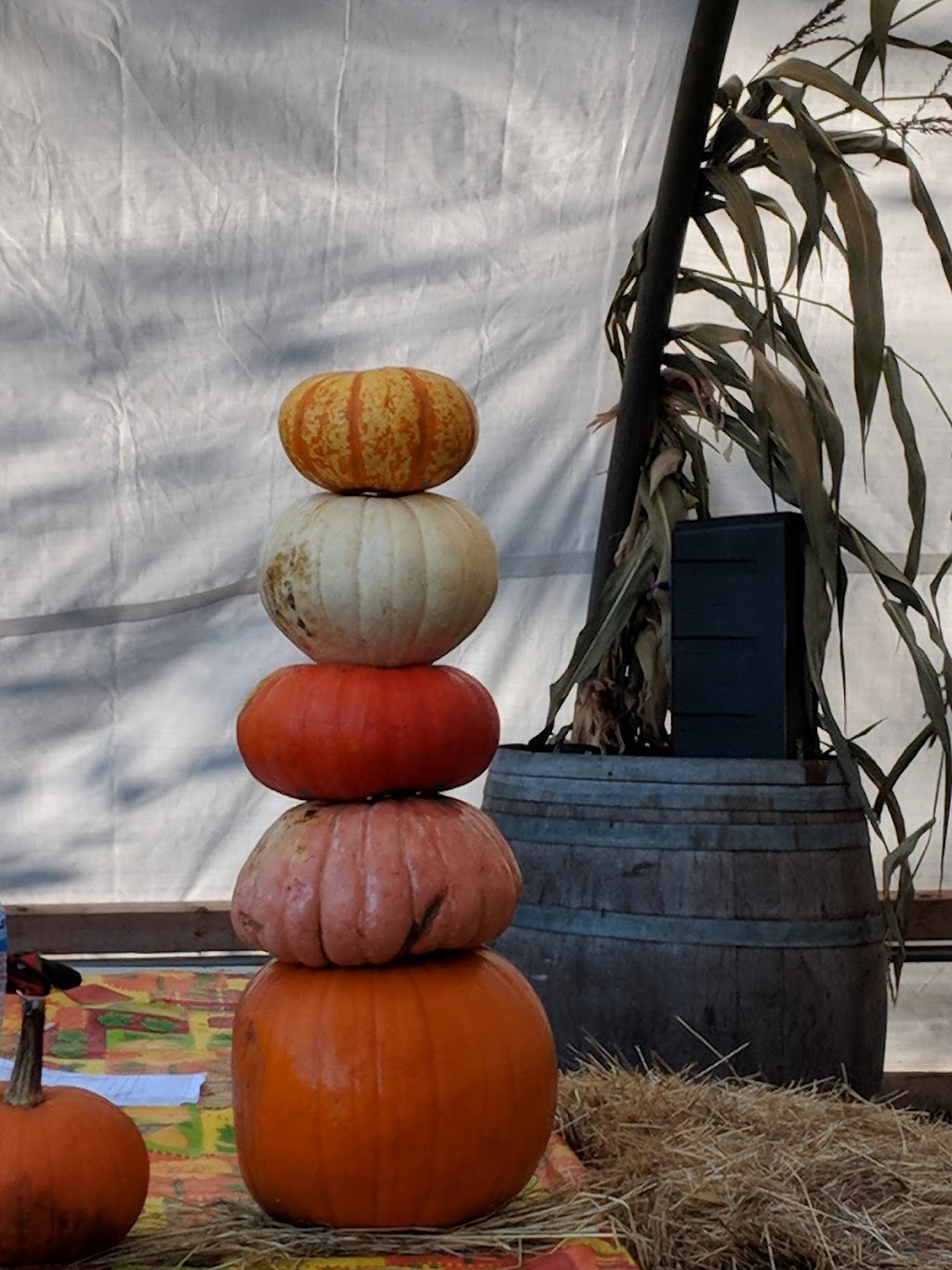 Hazelmere Pumpkin Patch | 18507 20 Ave, Surrey, BC V3S 9V2, Canada | Phone: (604) 542-1205