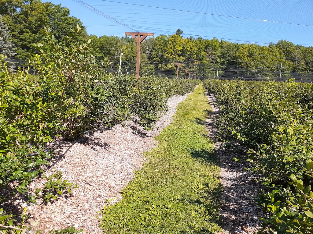 Bleuetière et Érablière Giard | 15 Chemin Giard, Granby, QC J2H 0T1, Canada | Phone: (450) 372-6320